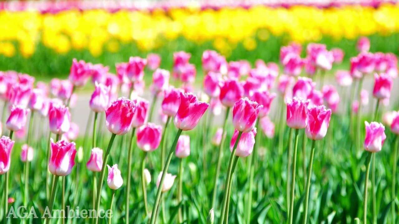 Tulip Flower Field ll Morning Ambience in the Flower Field