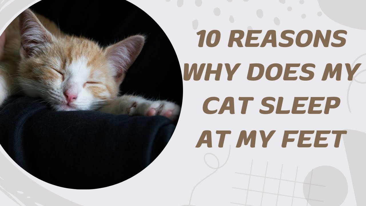10 Reasons Why Does My Cat Sleep At My Feet