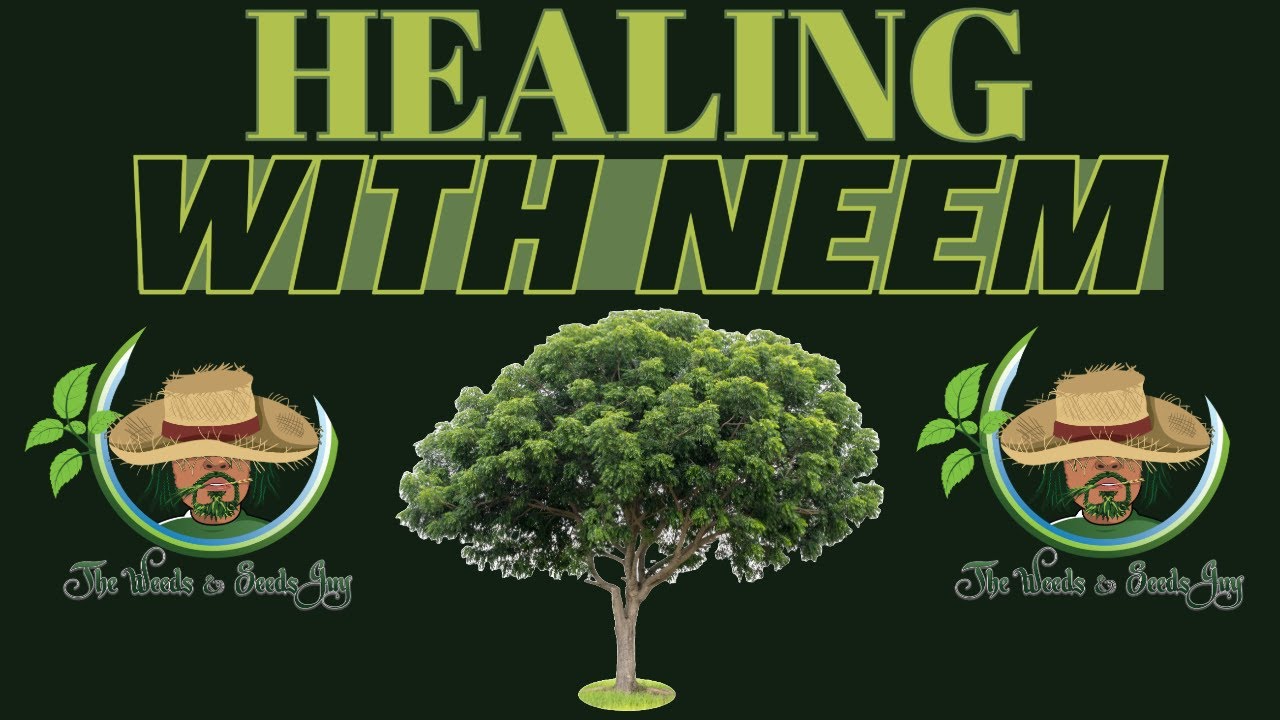 Neem: The Ultimate Medicinal Fruit Tree
