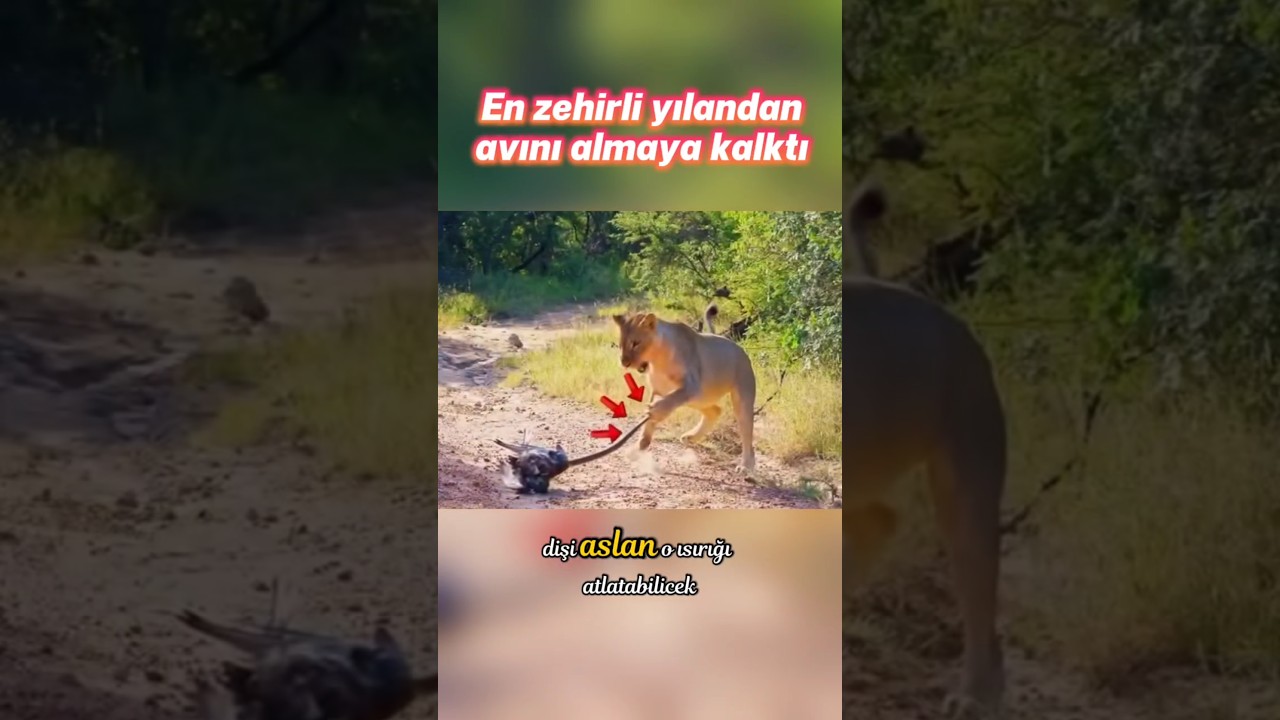Kara mamba tam bir ziyafeti &ccedil;ekeceğini d&uuml;ş&uuml;nd&uuml;ğ&uuml; anda işler değişti