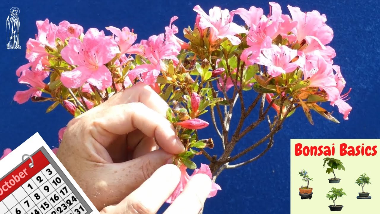 Azalea Bonsai Care Guide (Easy Tips for Beginners)
