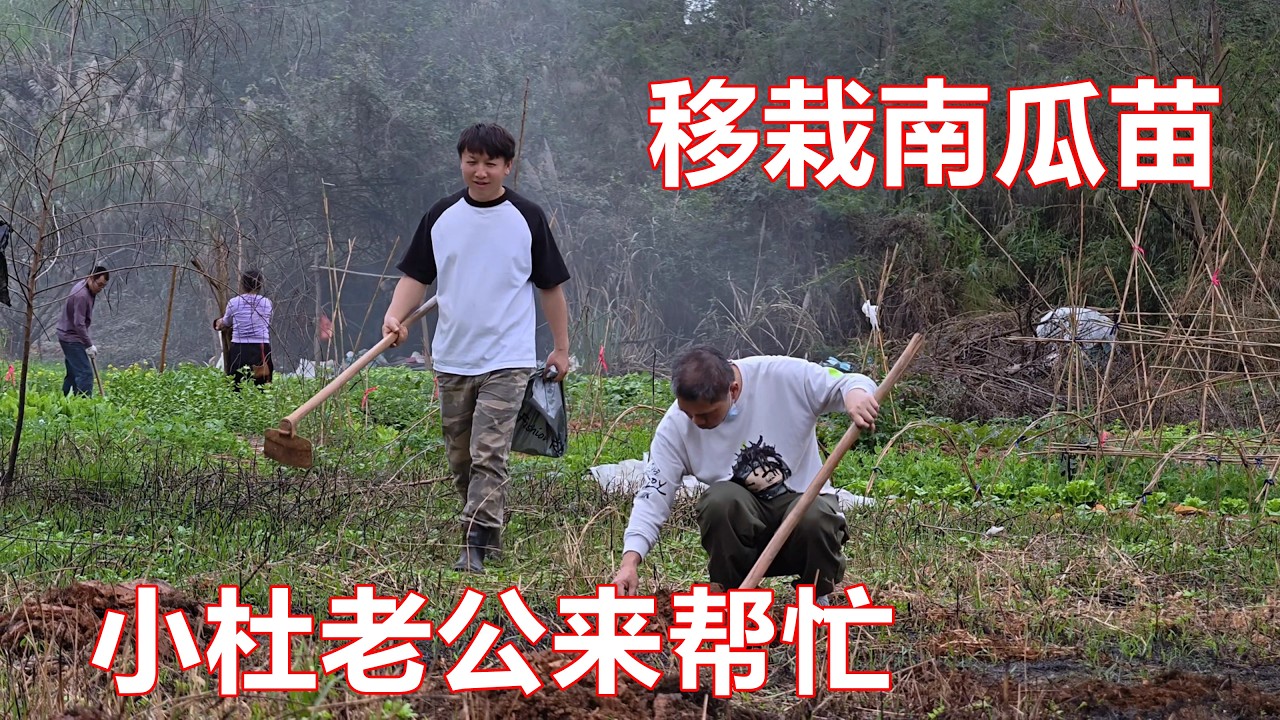 我们喊小杜老公来帮忙，我们一起种下了45棵南瓜苗