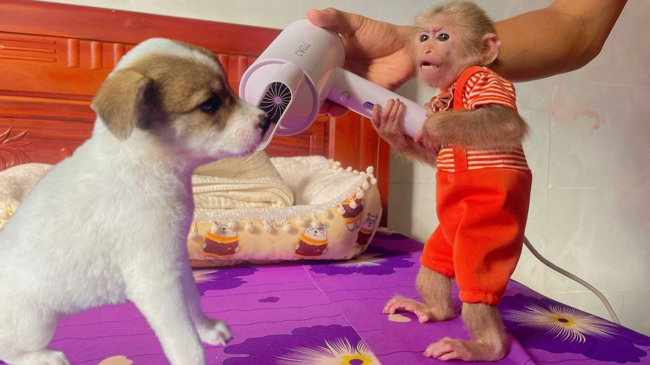 Lulu Brings the Puppy Home – What Happens Next?