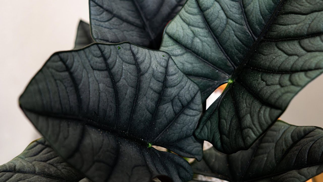 Alocasia elaine care guide Why keep rotting 骨灰级海芋照顾方法 避免烂根