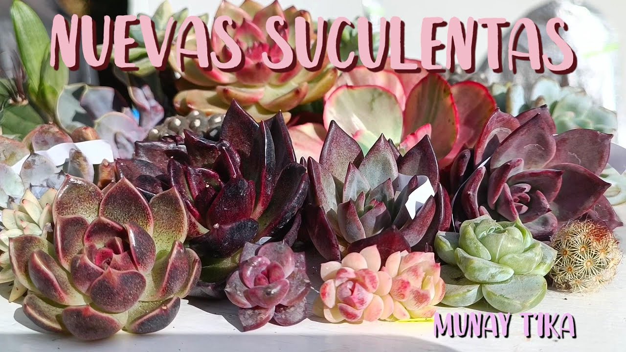 Suculentas exóticas que trajimos de MUNAY T´IKA #echeverias #cactus #newhouse