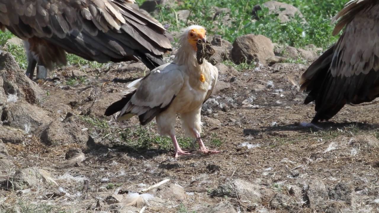 The life of the Egyptian vulture