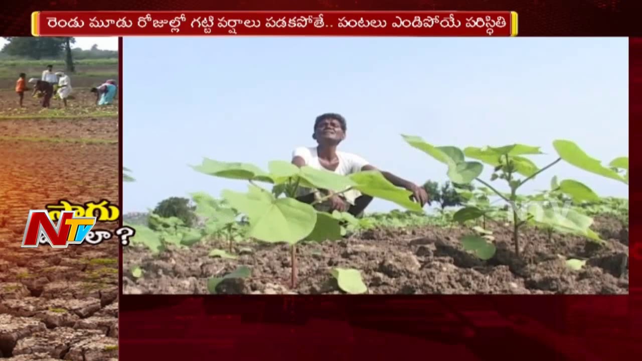 Nalgonda Farmers In The Grip of Water Crisis | Face Problems | NTV