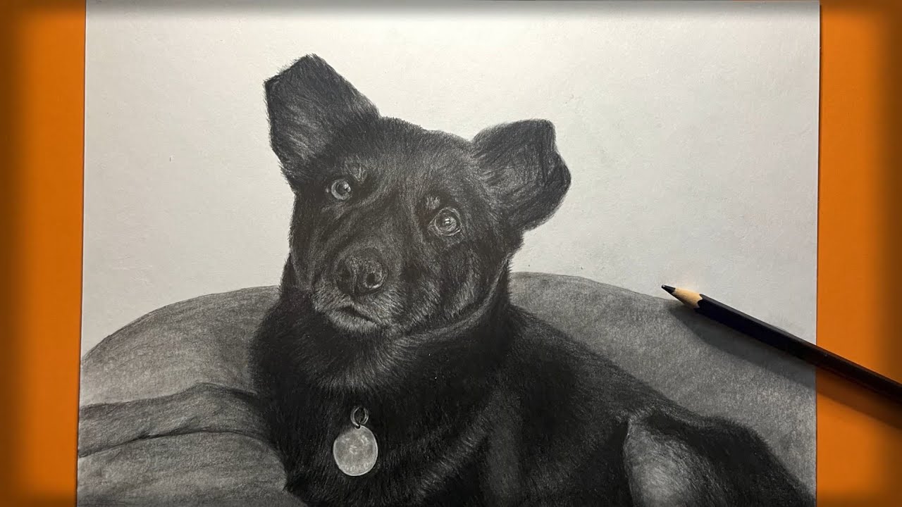 Cómo dibujar un Perro realista|paso o paso|Рисуем Собаку|dog