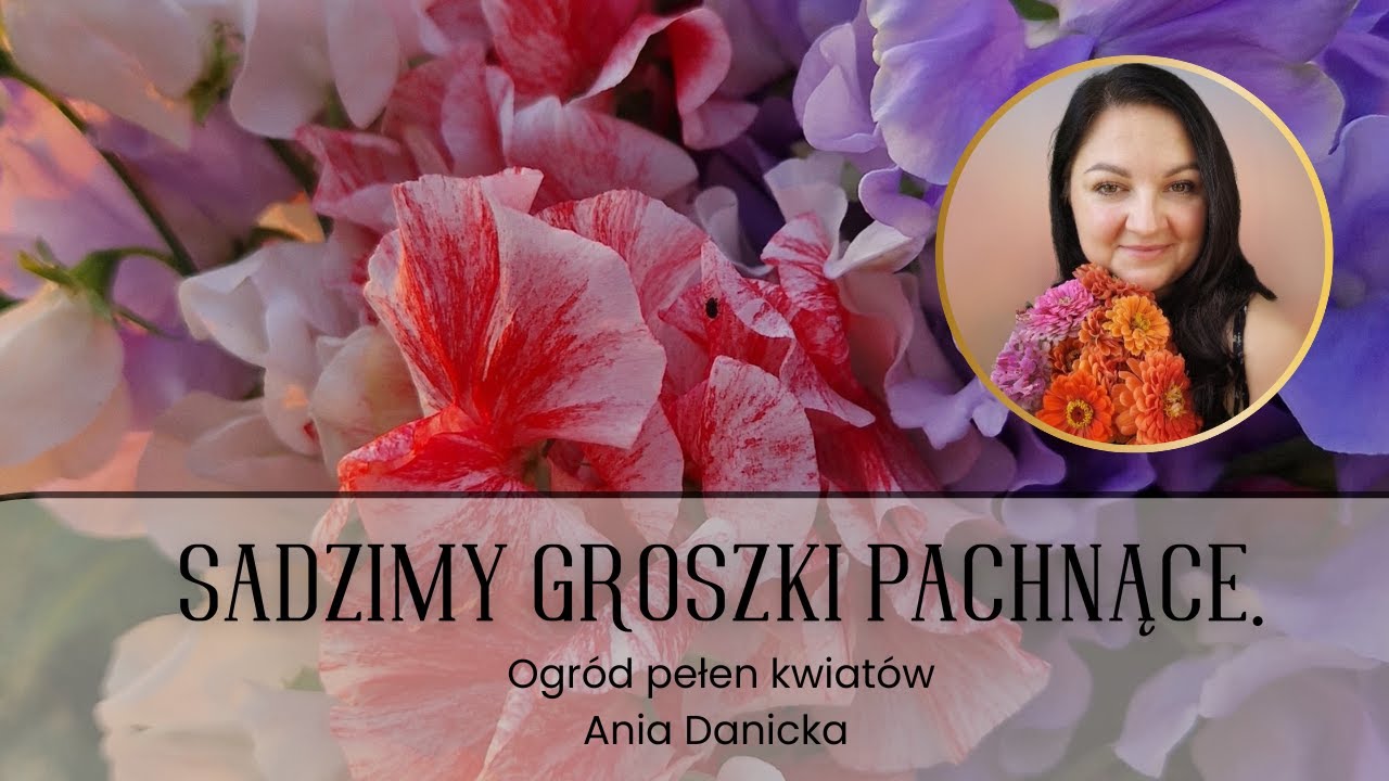 Sadzę groszki pachnące do gruntu i do donic. Kiedy i jak sadzić groszki pachnące.