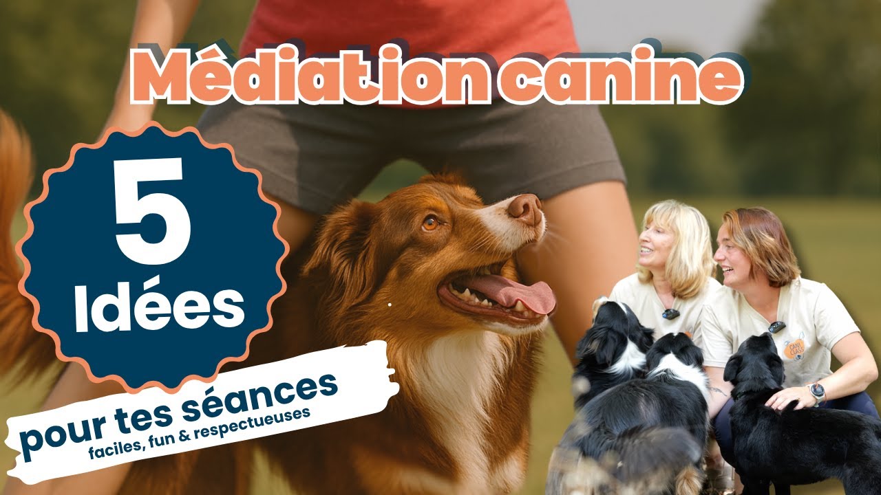 5 id&eacute;es d&rsquo;activit&eacute;s en m&eacute;diation canine (simples, fun & respectueuses)