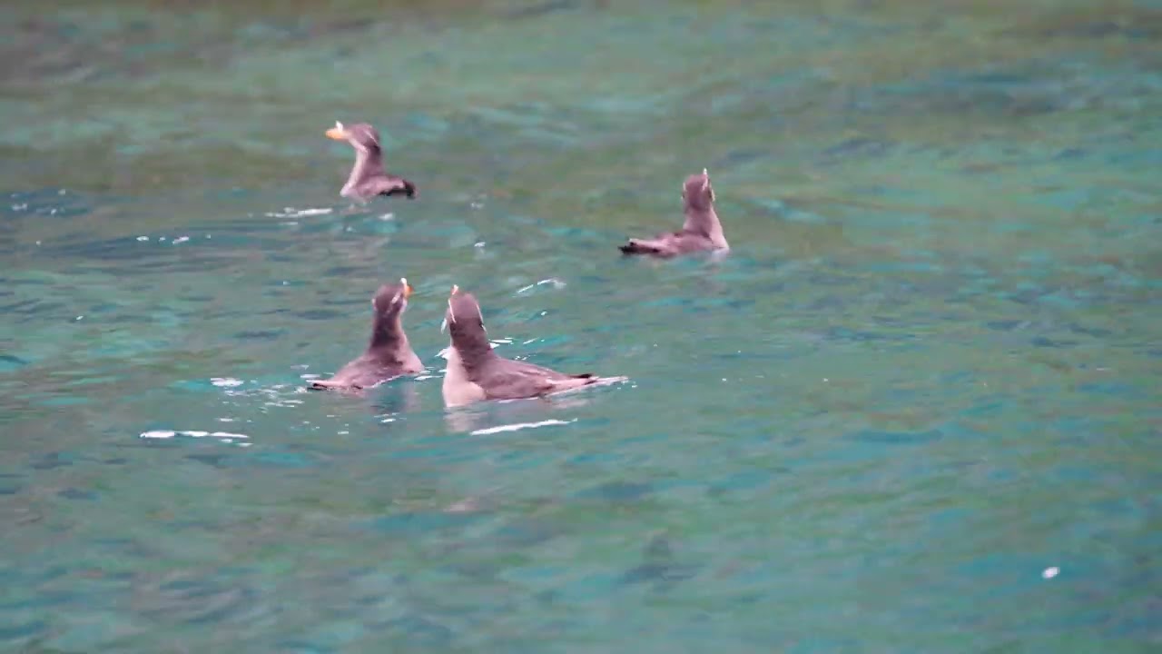北海道シリーズ④天売島の野鳥