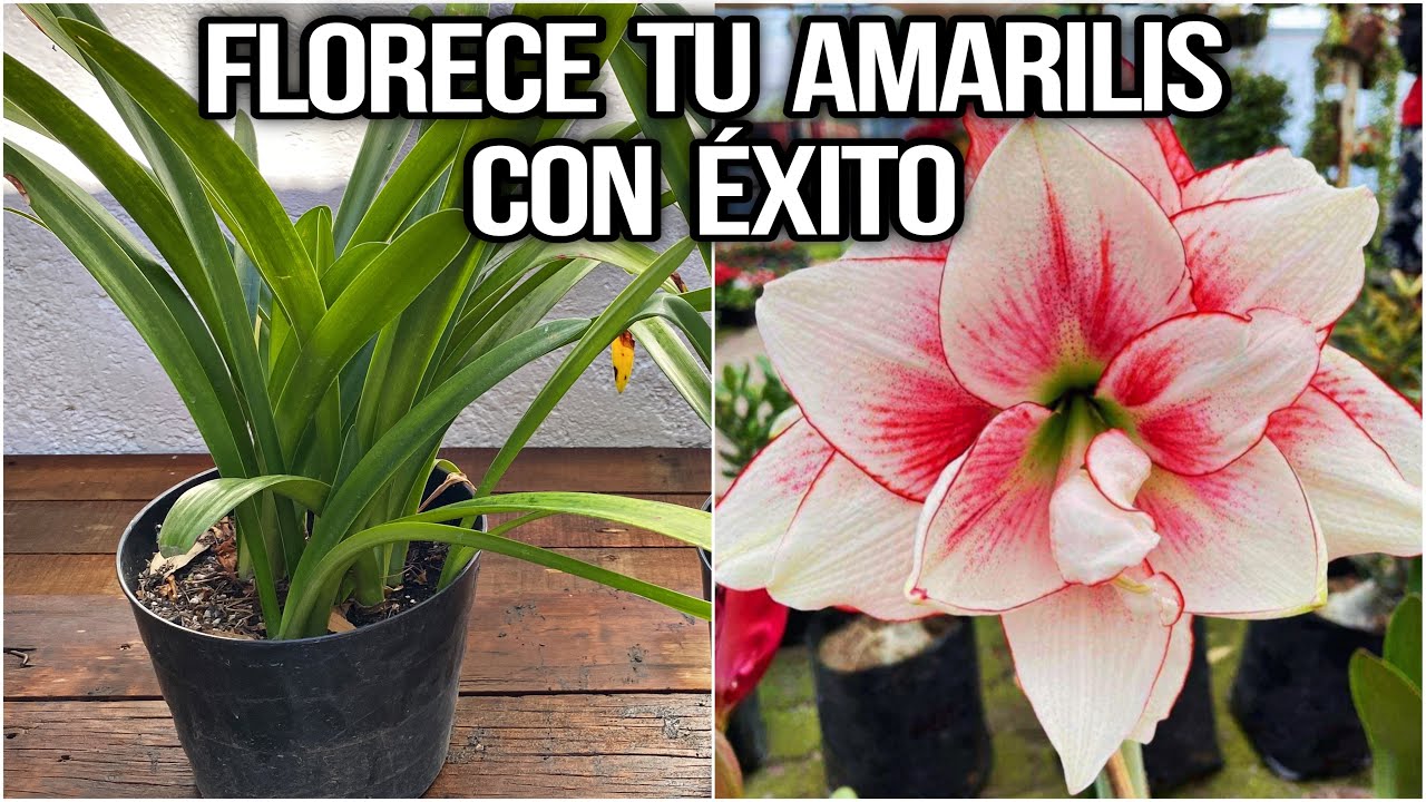 ESTO HACE FLORECER TUS AMARILIS CON EXITO (AZUCENAS o Hippeastrum Amaryllis)
