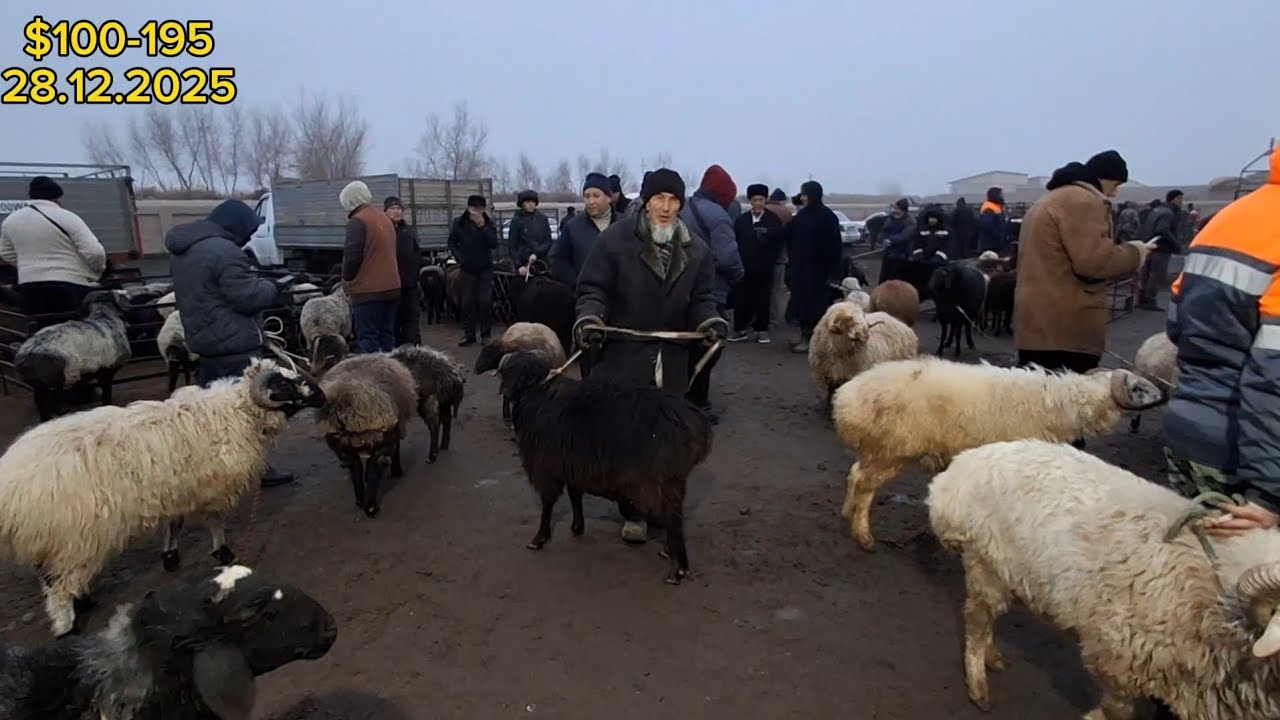 ХОРАЗМ ГУРЛАН 🐑ҚЎЙ ҚЎЗИ🐑 НАРХЛАРИ билан ТАНИШИНГ 🔥🔥✅✈️