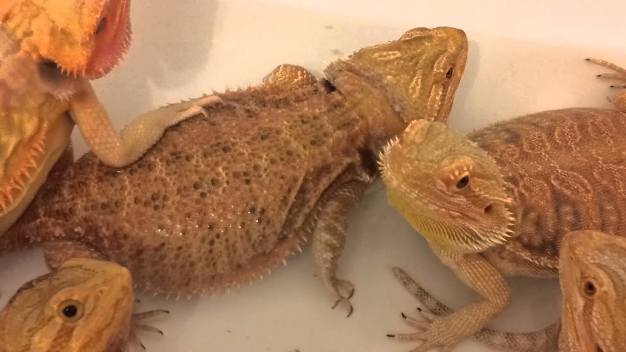 Bath time at Webe Reptiles.