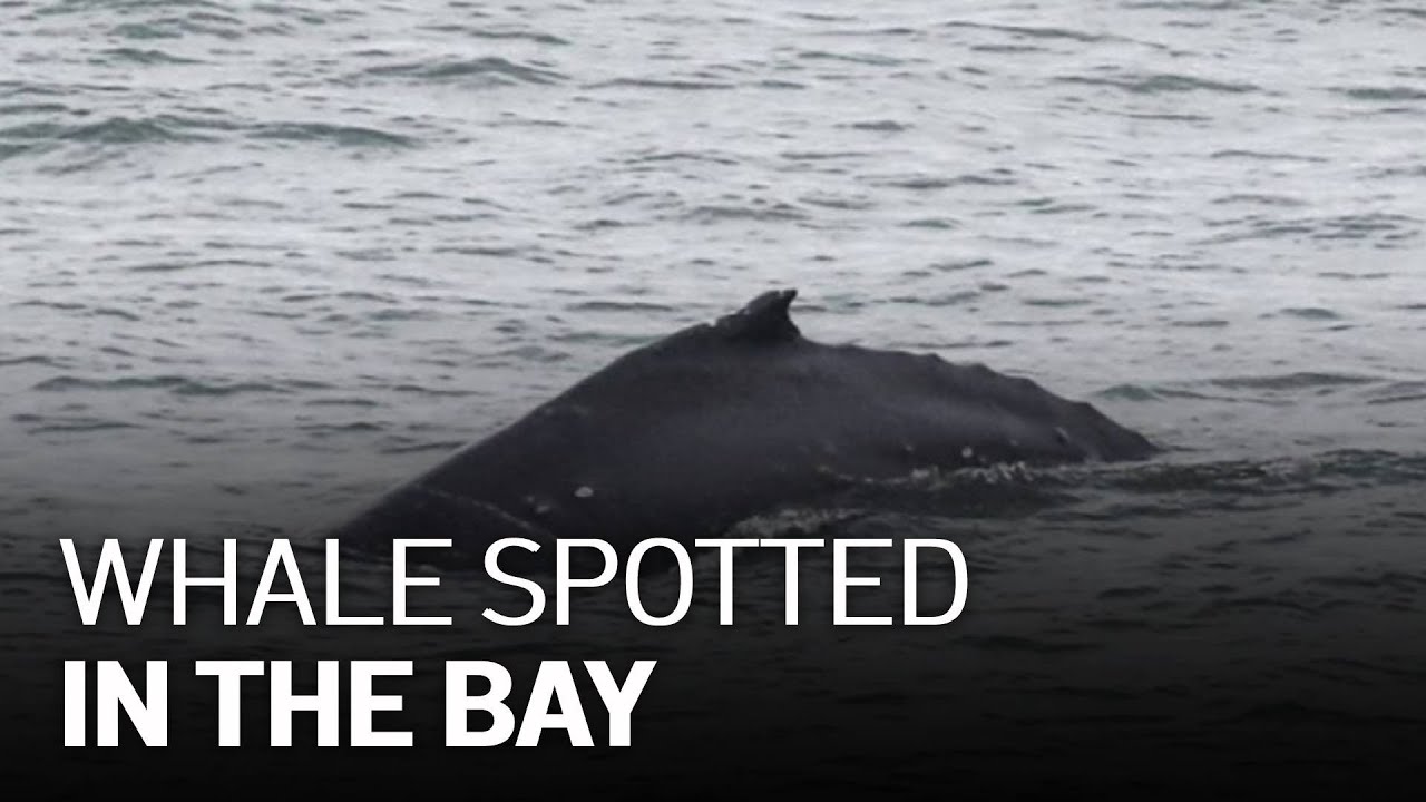 Humpback Whale Spotted in SF Bay