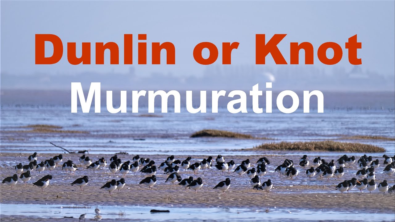 Dunlin or Knot Murmuration at Lytham St Annes - Near Blackpool