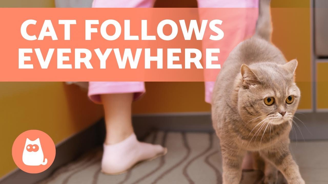 Why Does MY CAT FOLLOW ME Everywhere? 🐱🐾 6 REASONS