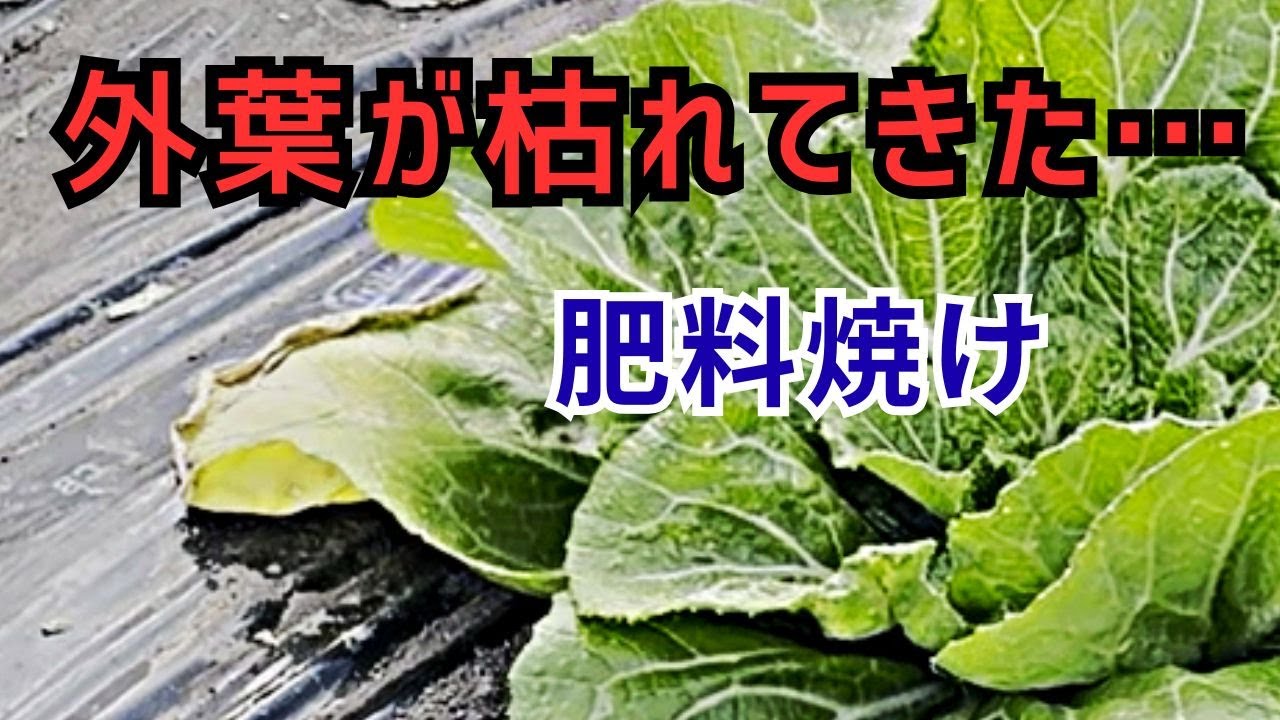白菜の外葉が枯れてきた原因｜肥料焼けと対処法（冬の追肥注意）