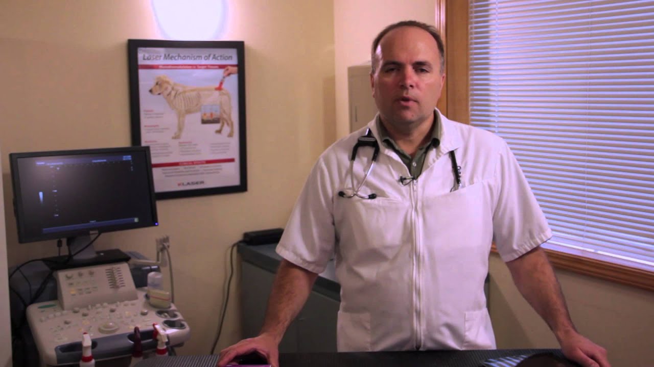 Motion Sickness Remedies for Dogs : Pets & Health