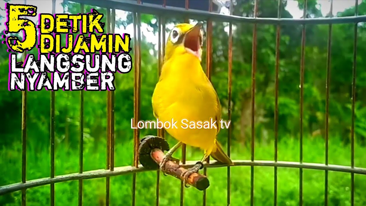 putar 5 detik di jamin kecial kuning mu langsung nyamber ciak jos & gacor