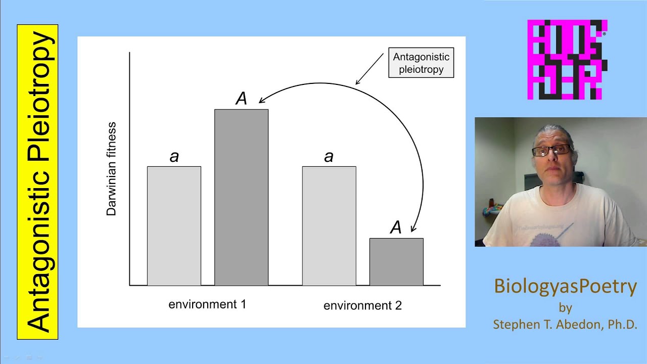 Antagonistic Pleiotropy