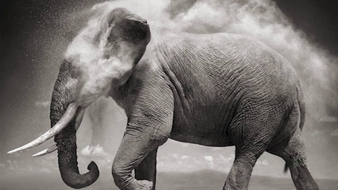 Nick Brandt : On This Earth, A Shadow Falls at Sarah Hasted's New York Gallery