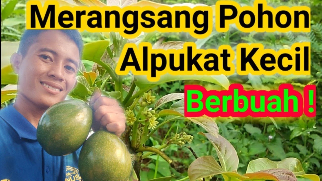 Cara Mudah Merangsang Pohon Alpukat Kecil Berbuah