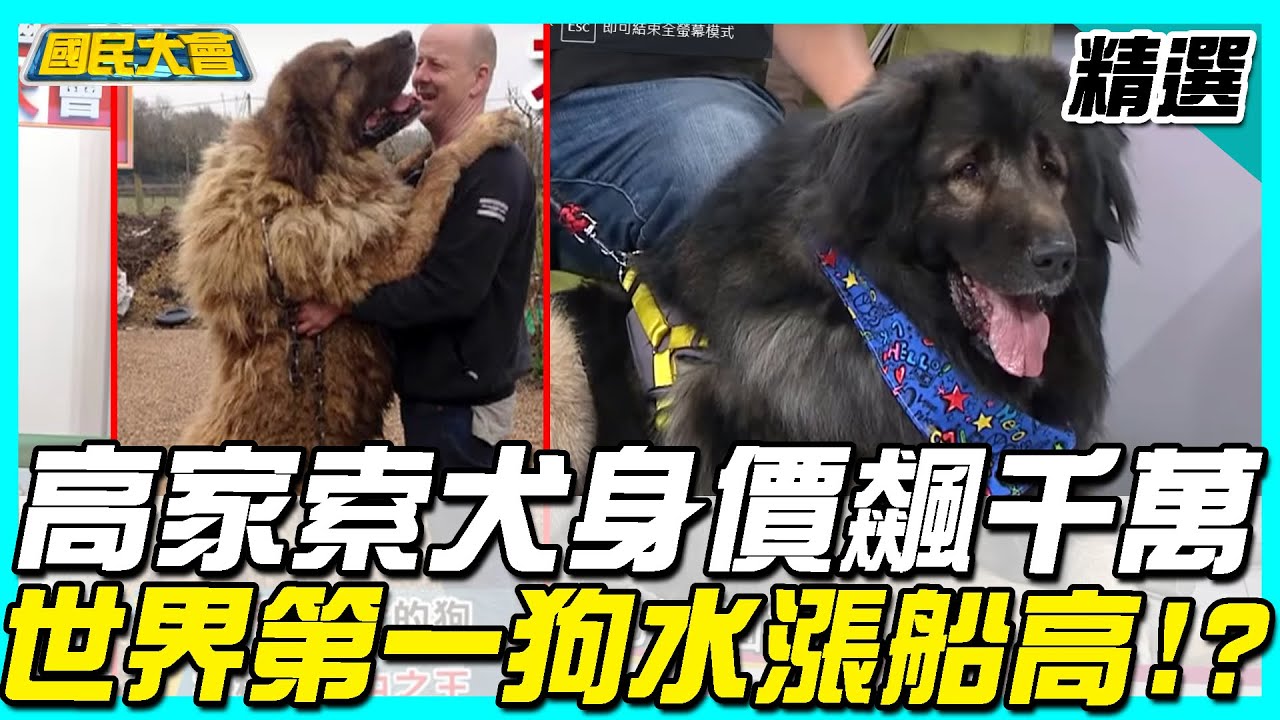 國寶神犬! 高家索犬身價飆千萬 世界