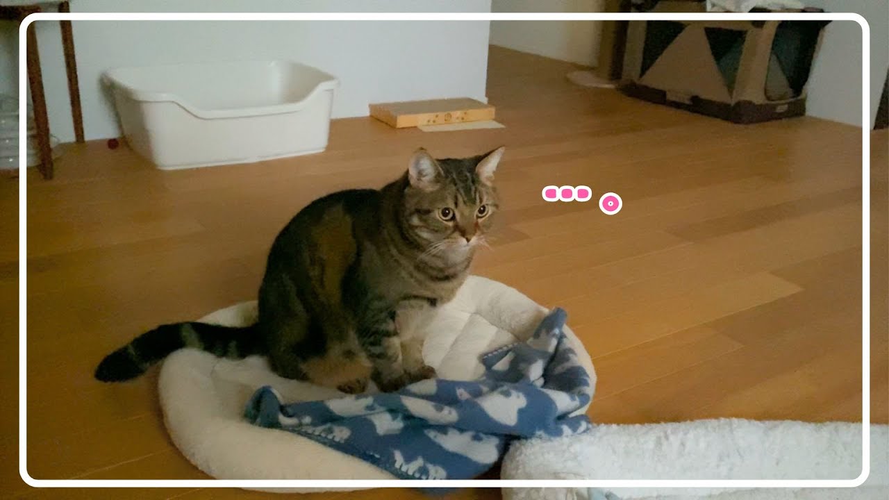 【ほっけ】ネコも寝起きは遊びたくないのか…笑【アメショ】#猫