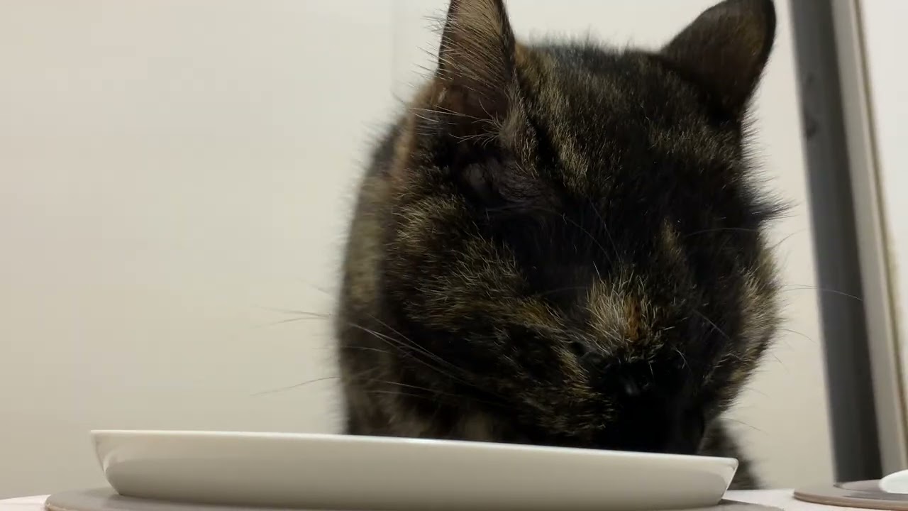 Cat Food ASMR #676