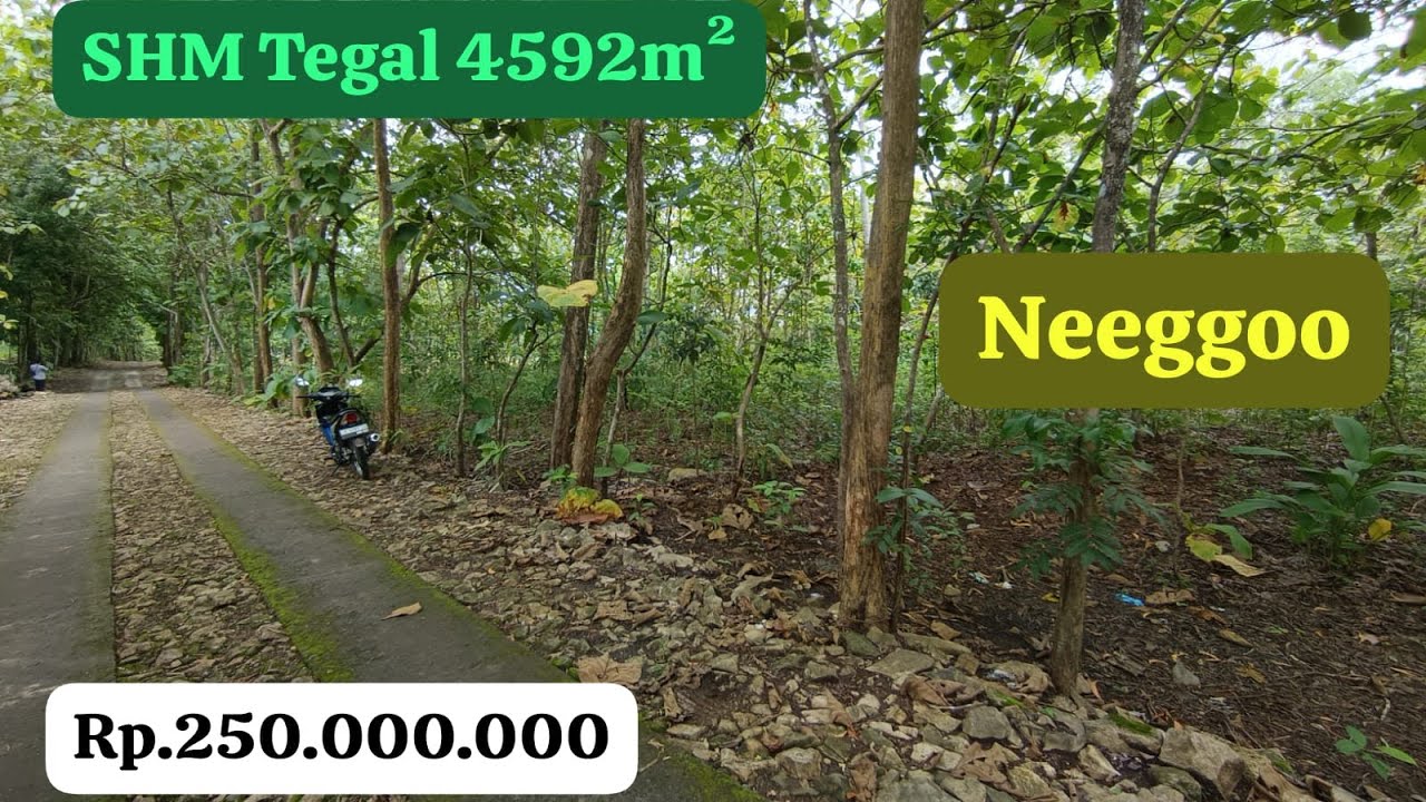 🔴TANAH BAGUS UNTUK ASET & KEBUN VIEW ASRI SEJUK MURAHH HRGA NEGO #jualtanah #tanahmurahgunungkidul 