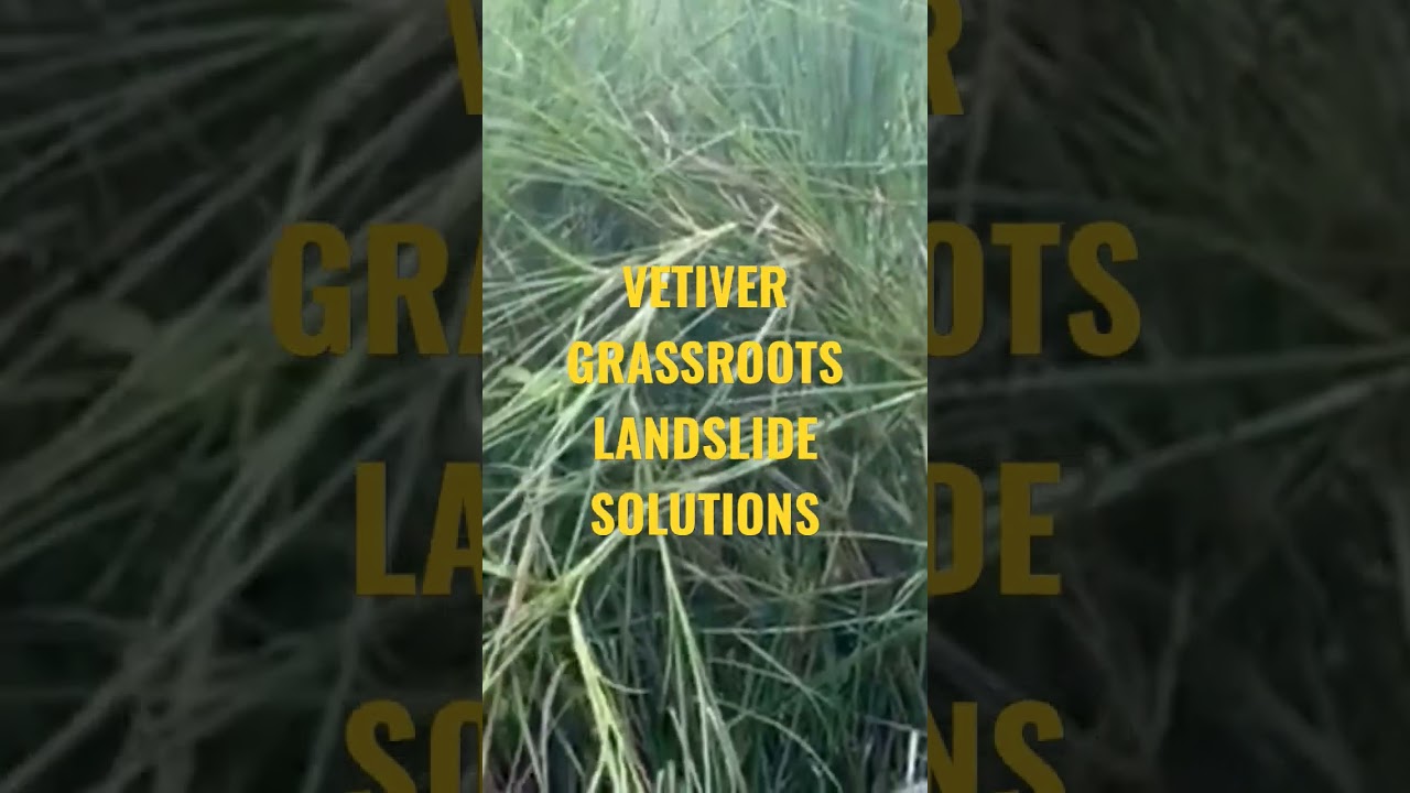VETIVER ROOTS THE SOLUTION FOR ALL LANDSLIDES grassroots technology