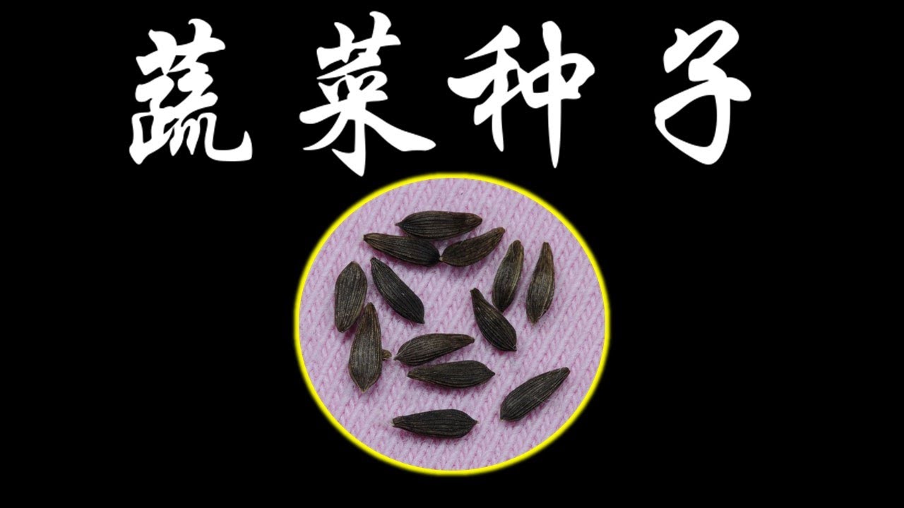 庭院种菜，怎么挑选蔬菜种子？怎么避免转基因蔬菜种子？