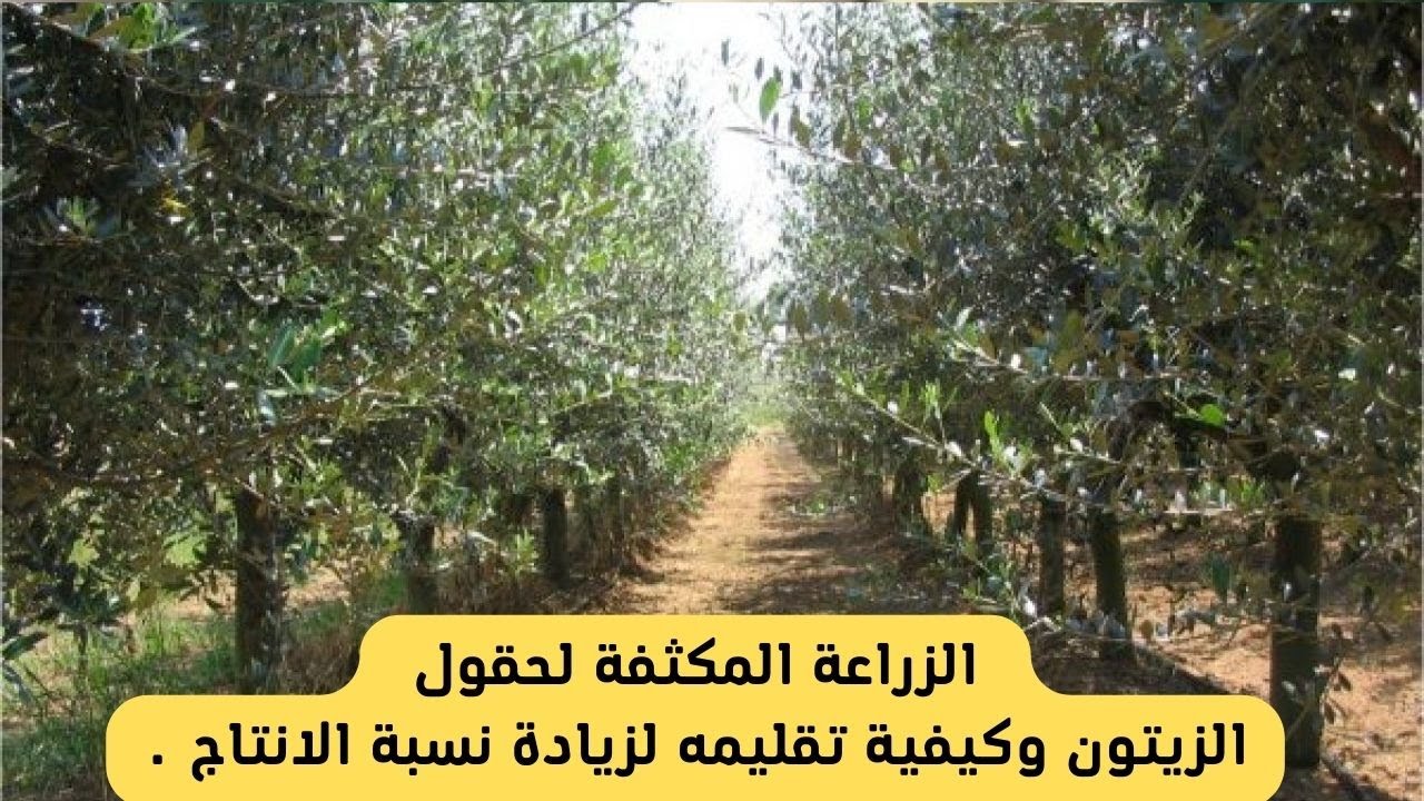 الزراعة  المكثفة لحقول الزيتون وكيفية تقليمه لزيادة نسبة الانتاج .