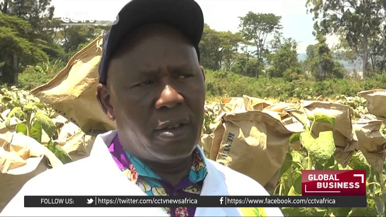 Commercial Sunflower farming gaining traction in Kenya