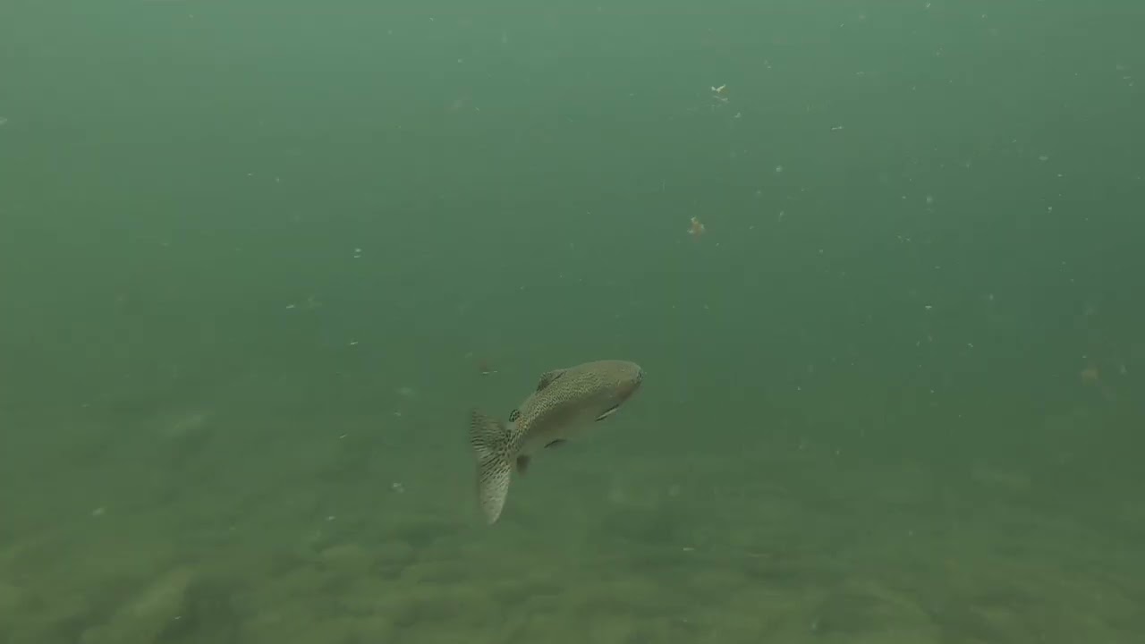 Snorkeling the Spokane River, Trent Avenue