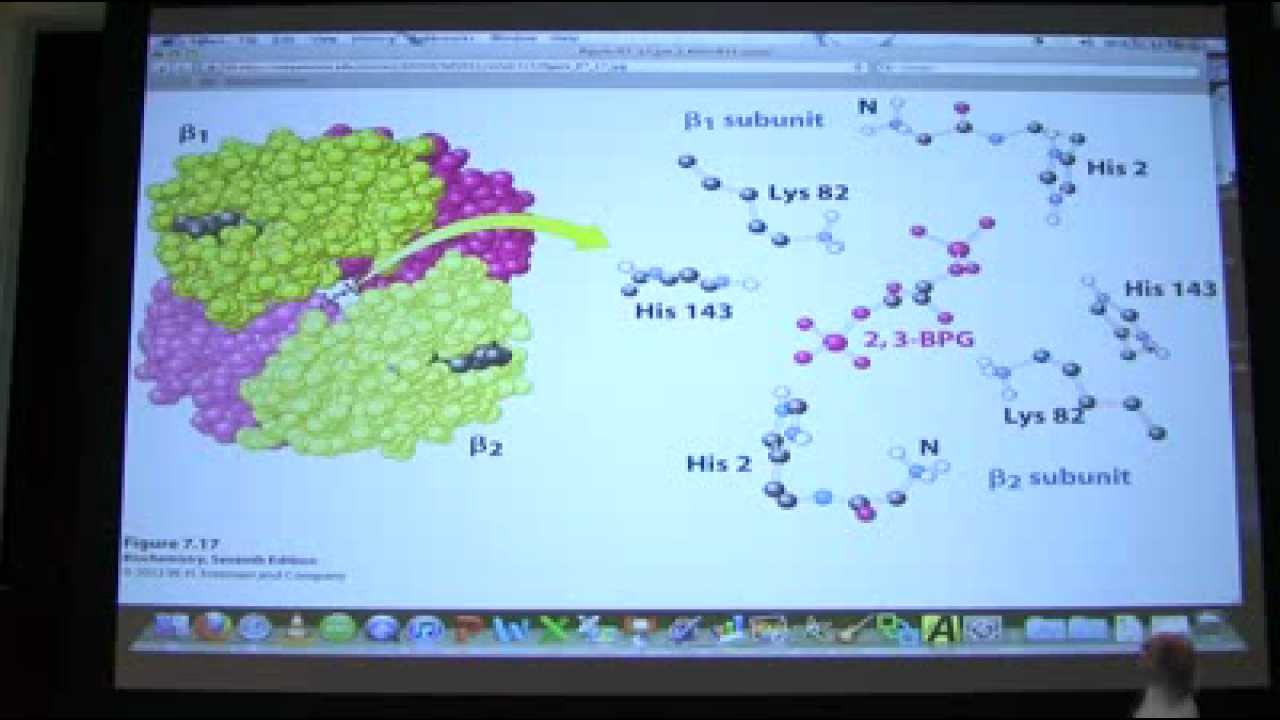 #08 Biochemistry Hemoglobin Lecture for Kevin Ahern's BB 450/550