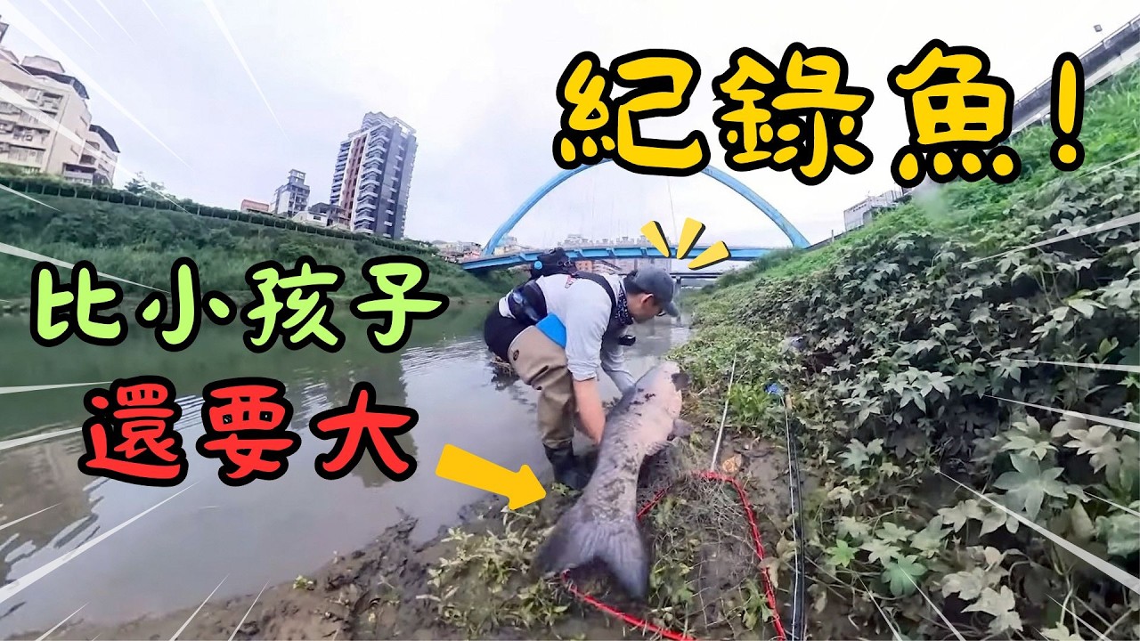 市區河道驚現巨物！比小孩還大的魚，差點拉斷釣竿！搏鬥數小時天黑才收竿！｜釣大魚｜青魚｜野生烏鰡｜Maxcatch｜台興牌#flyfishing #carpfishing #blackcarp