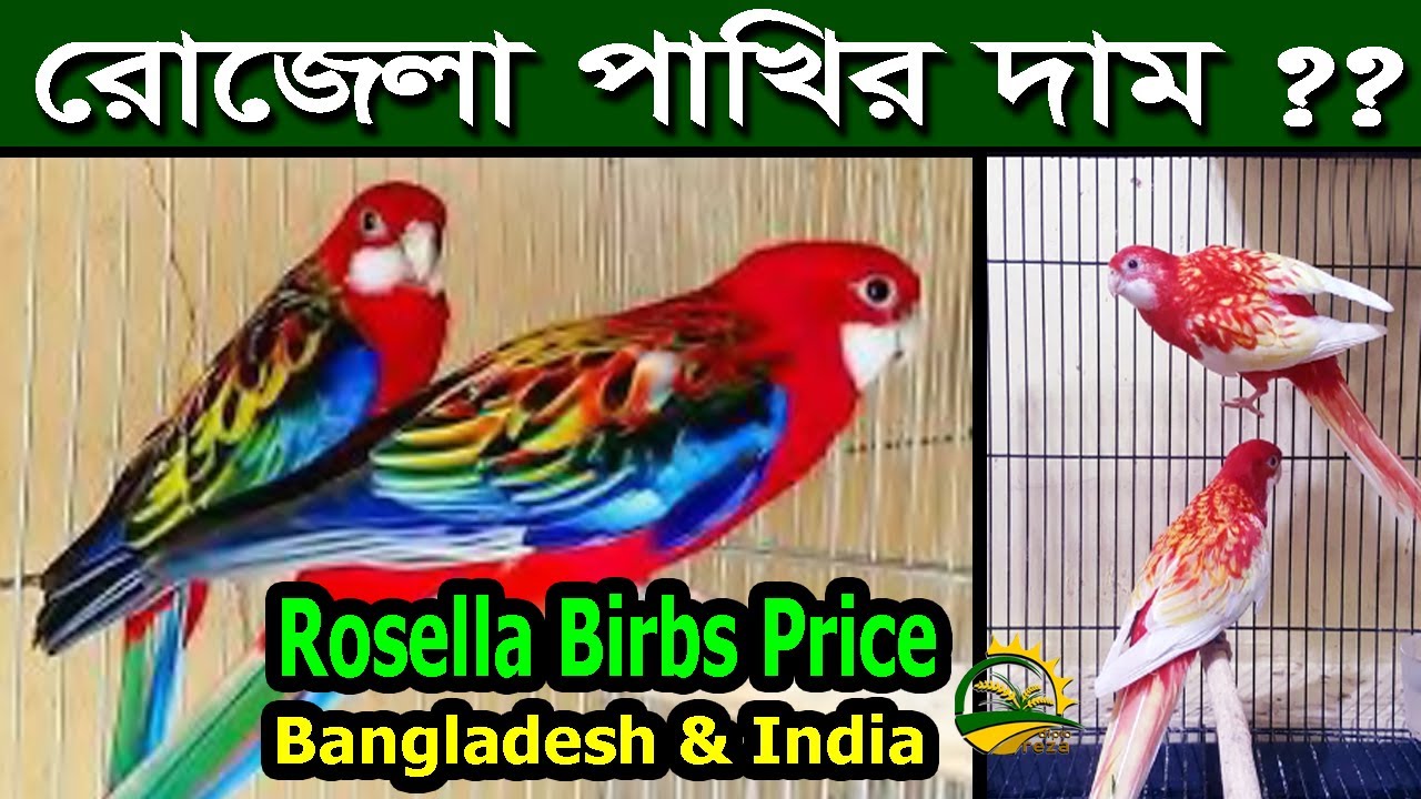 রোজেলা পাখি পালন প্রদ্ধতি ও দাম ||Rosella Bird Price In Bangladesh And India || Rosella Pakhir Dam