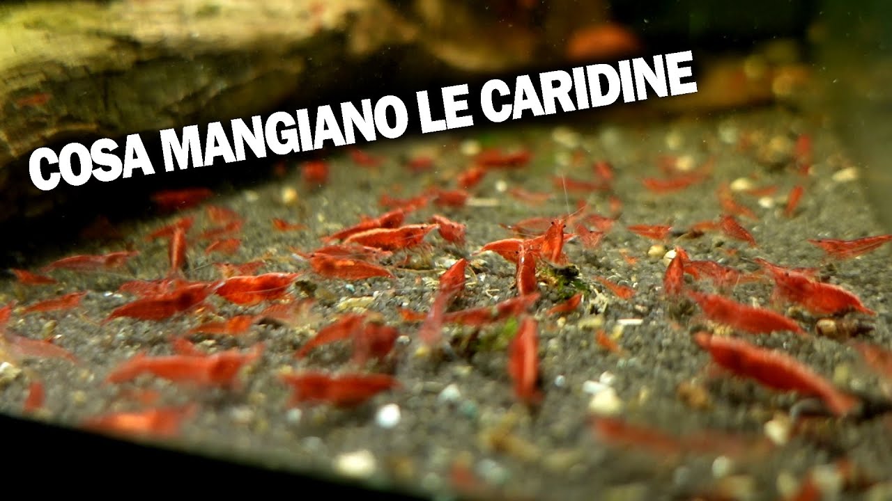 La CARIDINE mangiano qualsiasi cosa passi loro davanti