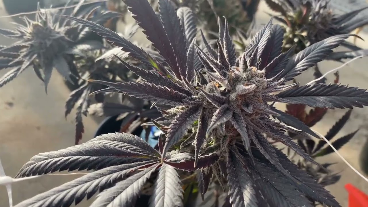 Sweetest Peach OG on harvest day.