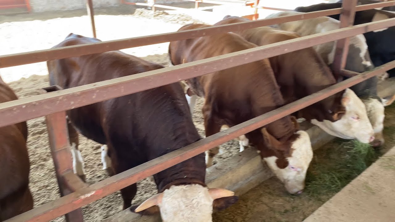 Yonca her derde deva