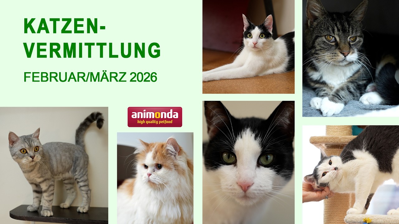 Katzenvermittlung - Februar/März 2026 (Tierheim Hannover TV)