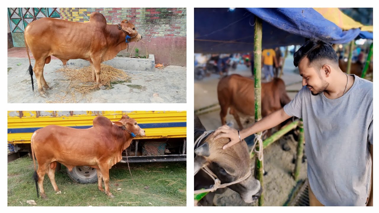 আলহামদুলিল্লাহ অবশেষে কুরবানীর গরু কিনে ফেললাম ❤️