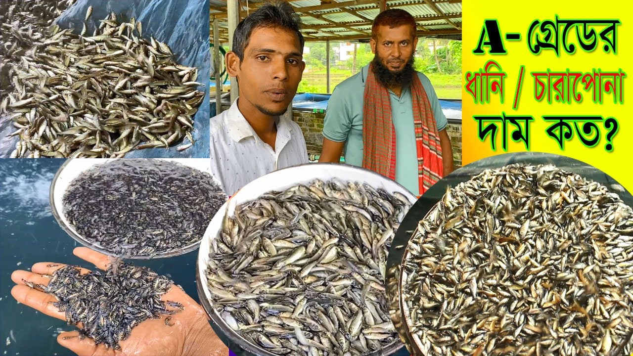 A- গ্রেডের মাছের পোনা।ধানির বড় সাইজ কেজিতে ২০ হাজার লাইনের মাছের দাম দর নিয়ে আজকের পর্ব।মাছের পোনা।।