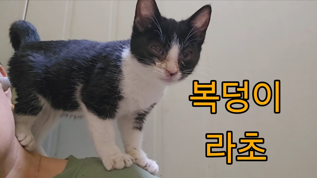 (2026.1.1) 74마리 고양이집 - 복덩이 애교쟁이 아기 고양이 라초가 왔어요