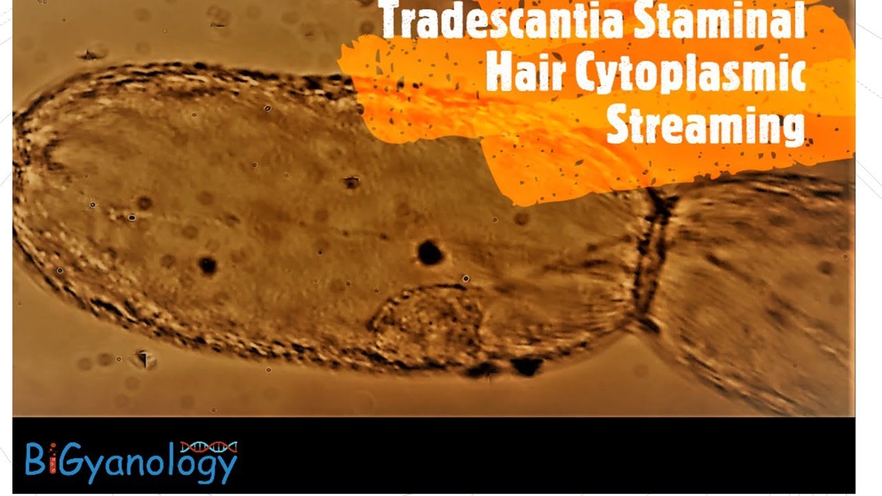Cytoplasmic streaming through Plasmodesmata in Tradescantia