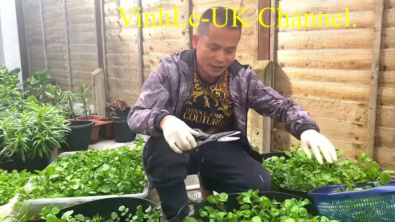 #214.Cách trồng và giữ giống cây cải Xà lách Xoong cực dễ và đơn giản bằng thùng chậu không đục lỗ.
