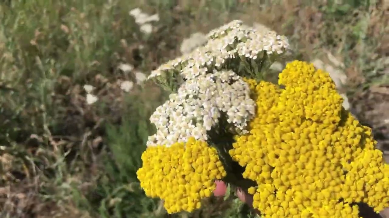 Adet Ağrılarını Azaltan Civanper&ccedil;emi Otu Nasıl Kullanılır
