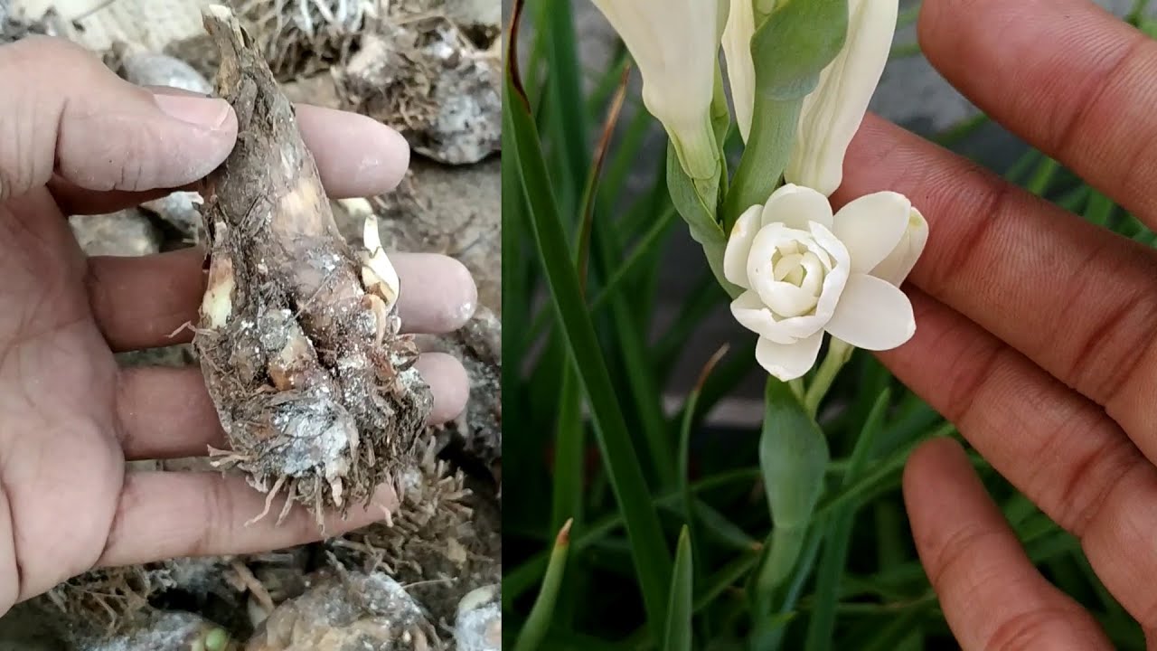How to Grow and Care Double Tuberose Bulb (With Updates) | Rajnigandha | Polianthes Tuberosa